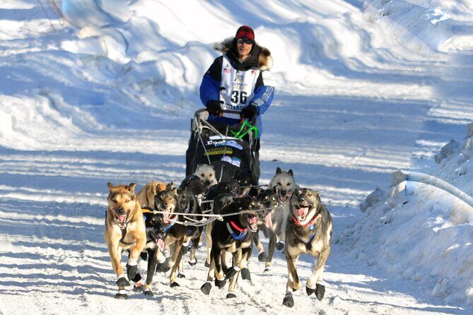 Dog Sledding with Alaskan Huskies - What to Expect from the Dog Sledding Tour in Alaska