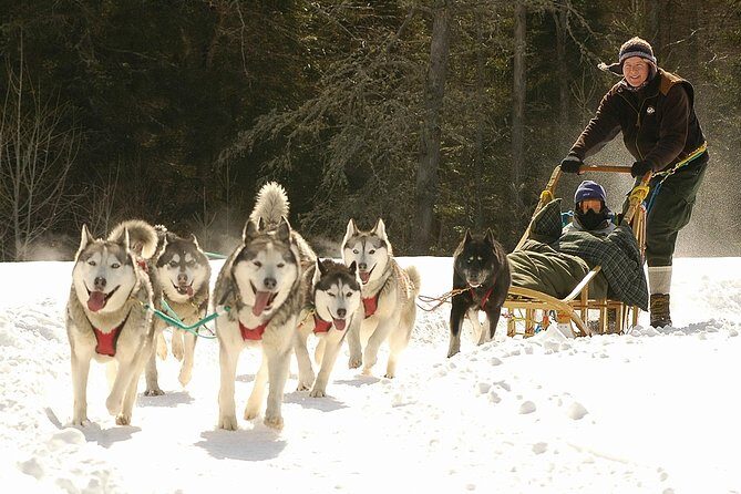 Dogsled Adventure in Mont-Tremblant - What to Expect on Your Dogsled Adventure