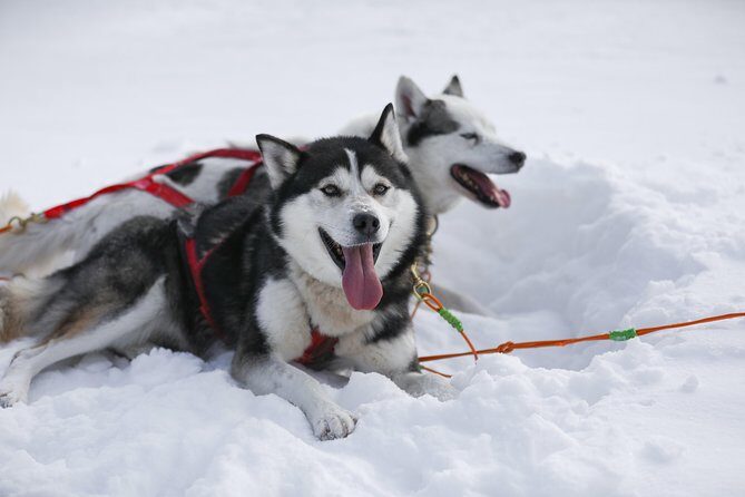 Dogsled Adventure in Mont-Tremblant - Practical Details and Considerations