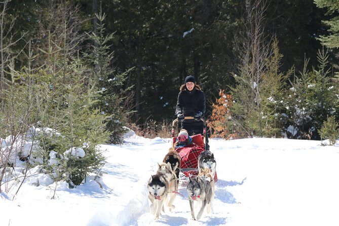 Dogsled Adventure in Mont-Tremblant - The Review Summary: What Travelers Are Saying