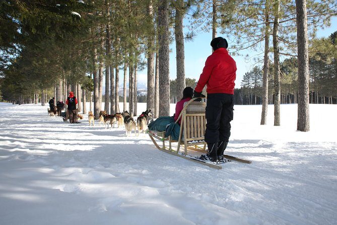 Dogsled Adventure in Mont-Tremblant - The Sum Up: Who Should Consider This Tour?