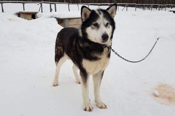 Dogsled Adventure Kiruna - Pricing and Value