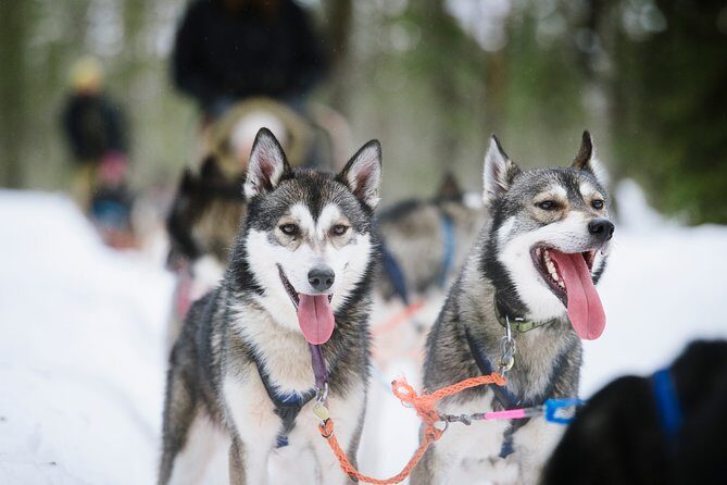 Dogsled Adventure Kiruna - Final Thoughts: Who Is This Tour Best For?