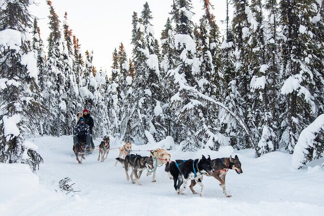 Dogsled and Reindeer Day Trip to Borealis Basecamp - Who Will Love This Tour?