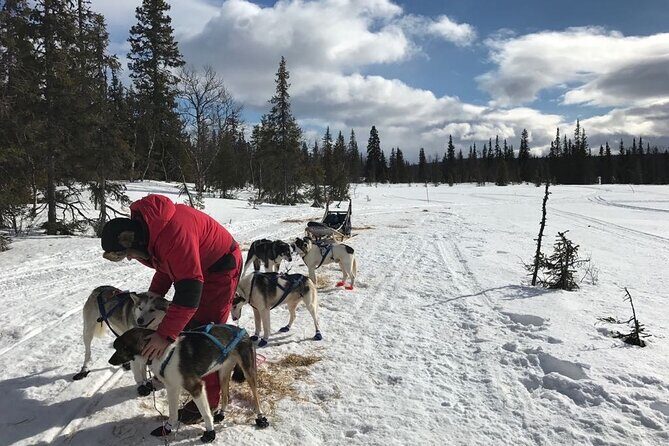 Dogsledding in the Heart of Alaska - What to Expect from This Dogsledding Tour