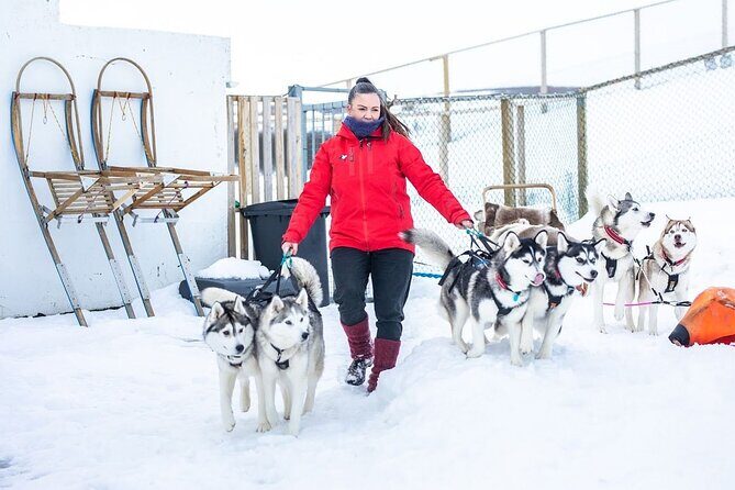 Dogsledding, near Akureyri - The Experience in Detail