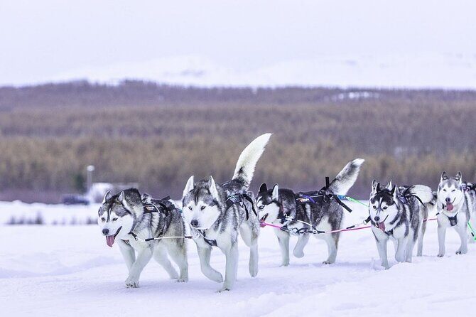 Dogsledding, near Akureyri - FAQs