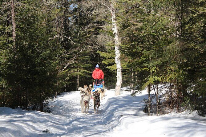 Dogsledding Nordic Adventure in Mont Tremblant - Key Points