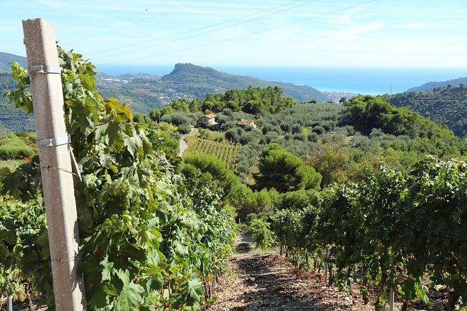 DOLCEACQUA & THE NERVIA VALLEY - The home of Rossese wine and Monet's beloved bridge - What the Tour Means for You
