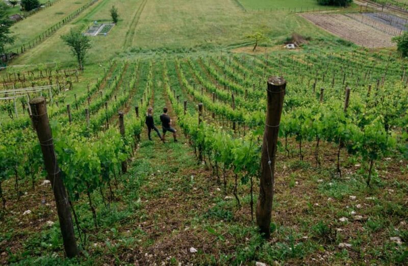 Dolomites Winery Tour and Wine Tasting near Belluno - Discover the Charm of a Dolomites Winery Tour and Wine Tasting Near Belluno