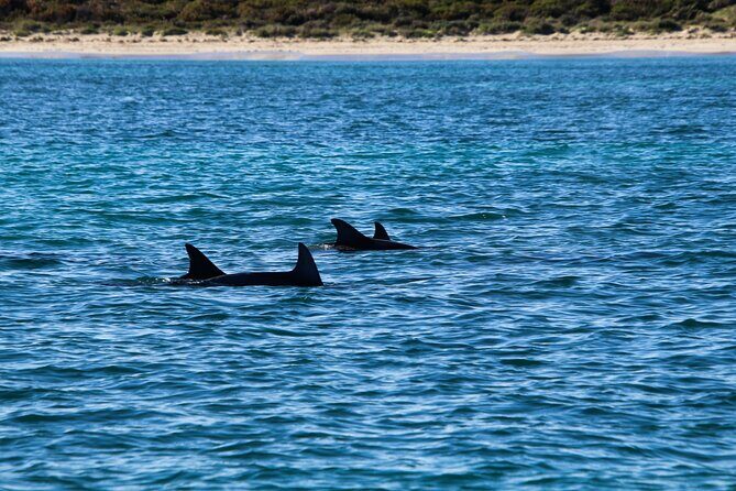 Dolphin Adventure in Sotogrande with Drink Included - Final Thoughts