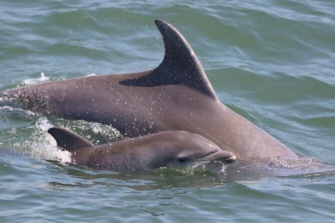 Dolphin and Bird Watching Ecotour Cruise - Final Thoughts