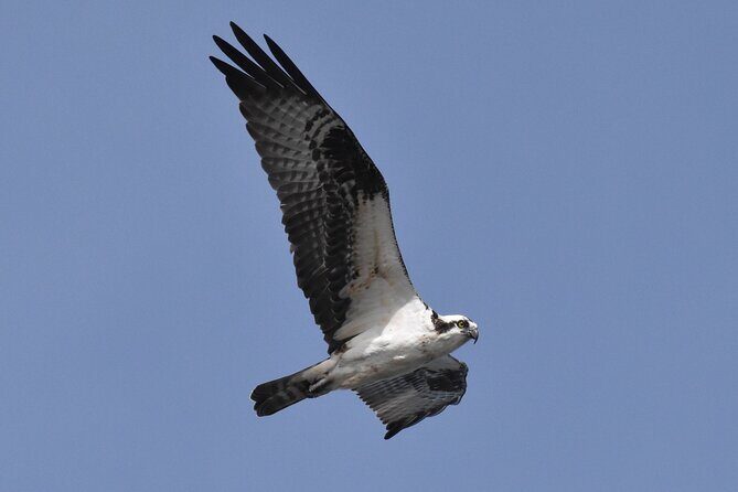 Dolphin and Bird Watching Ecotour Cruise - Frequently Asked Questions