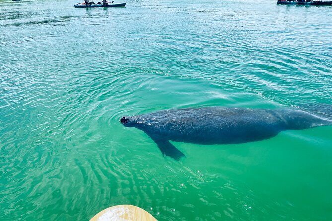 Dolphin and Manatee Adventure Tour of Fort Myers - The Value of the Tour and Pricing