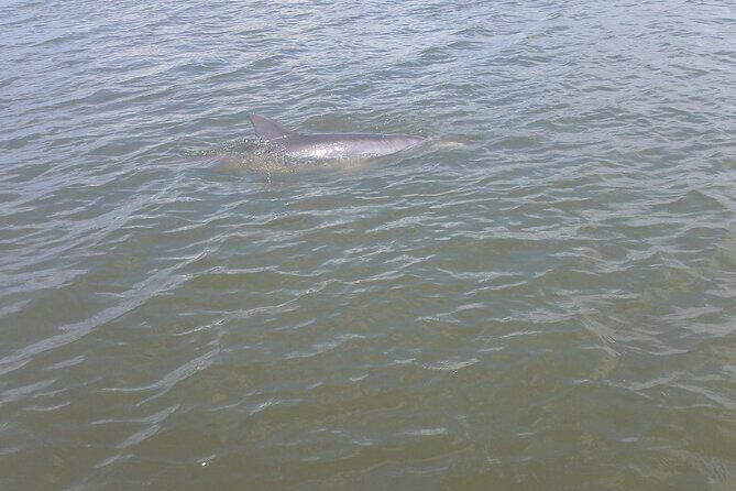 Dolphin and Manatee Adventure Tour of Merritt Island - Is This Tour Right for You?