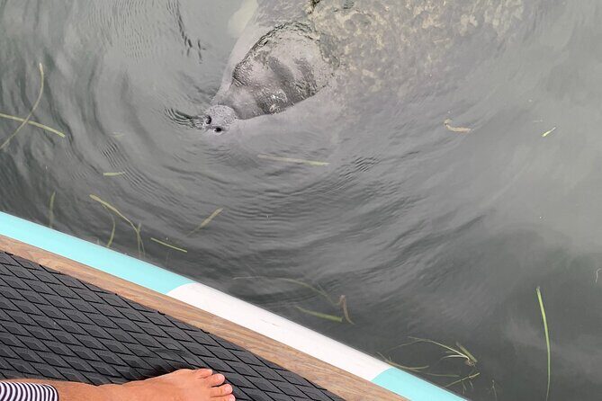 Dolphin and Manatee Adventure Tour of Naples with Florida History - Final Thoughts: Who Should Consider This Tour?