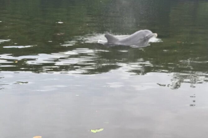 Dolphin and Manatee Adventure Tour of Sarasota with Olde Florida History! - Key Points