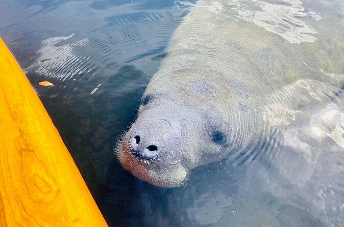 Dolphin and Manatee Adventure Tour of Sarasota with Olde Florida History! - FAQs about the Sarasota Dolphin and Manatee Tour