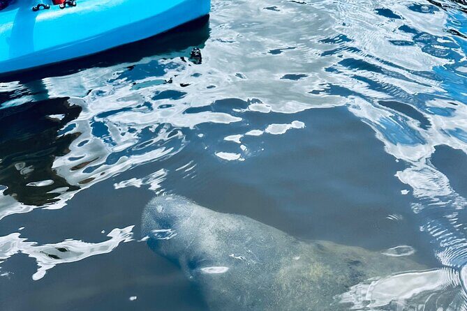 Dolphin and Manatee Kayak and SUP Adventure Tour of Cocoa Beach - Final Thoughts: Is This Tour Right for You?