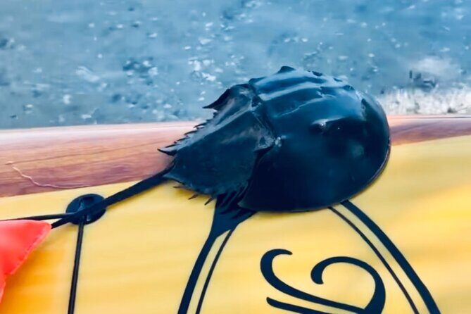 Dolphin and Manatee Kayak and SUP Adventure Tour of Cocoa Beach - FAQs