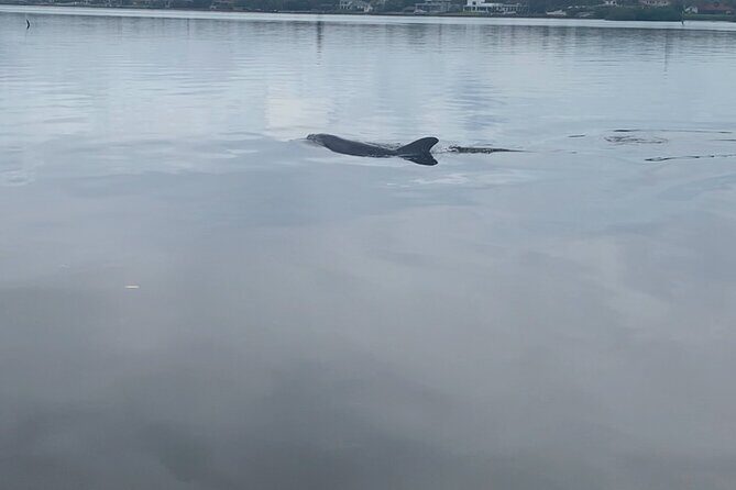 Dolphin and Manatee Tour of Marco Island by Kayak or SUP - What’s Included and What to Expect
