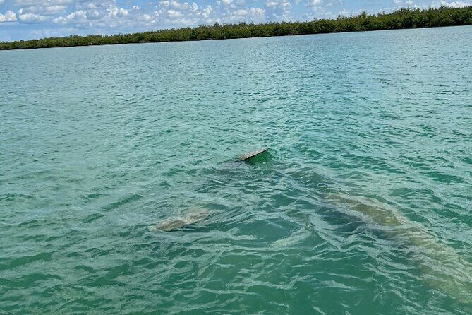 Dolphin and Manatee Tour of Marco Island by Kayak or SUP - Who Should Consider This Tour?