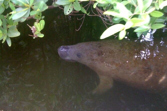 Dolphin and Shelling Cruise Tour at Fort Myers Beach - The Sum Up