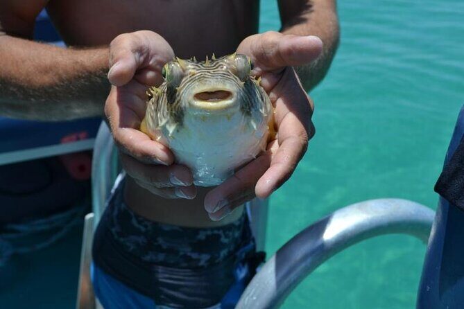 Dolphin and Snorkeling Activity in Panama City Florida - What to Expect from Your Panama City Dolphin and Snorkeling Tour