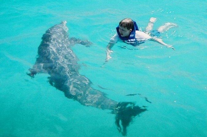 Dolphin and Snorkeling Activity in Panama City Florida - Who Should Consider This Tour?