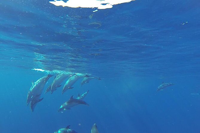 Dolphin and Whale Cruise in Puerto Rico, Gran Canaria - An In-Depth Look at the Dolphin and Whale Cruise