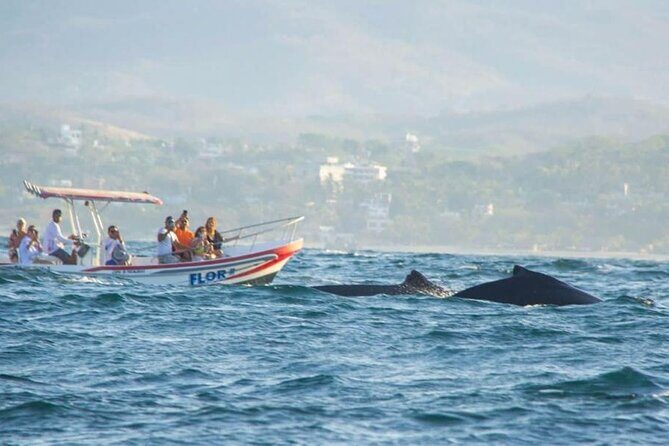 Dolphin and Whale Watching Boat Trip in Puerto Escondido - What to Expect from the Dolphin and Whale Watching Tour