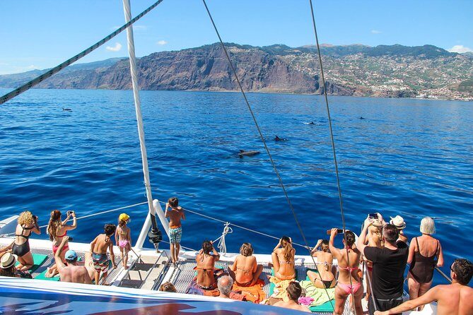 Dolphin and Whale Watching Catamaran Cruise from Funchal - The Itinerary in Detail
