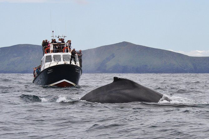 Dolphin and Whale Watching Tour from Dingle - An in-depth Look at the Tour Experience