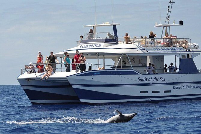 Dolphin and Whales watching cruise from Puerto Rico de Gran Canaria - An Underwater Journey from Puerto Rico: What to Expect