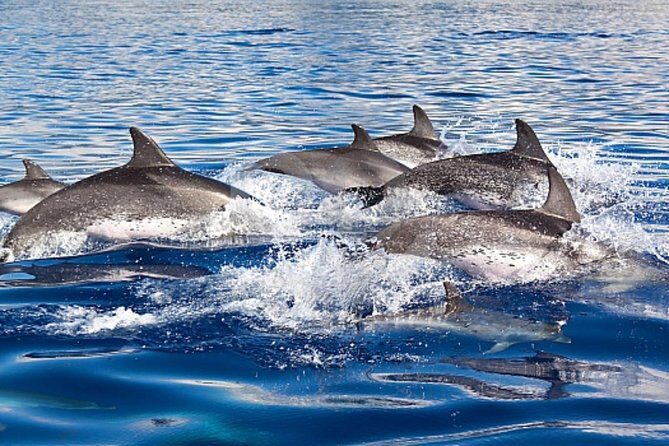 Dolphin and Whales watching cruise from Puerto Rico de Gran Canaria - Wildlife Encounters and Sightings — Whats Realistically Possible