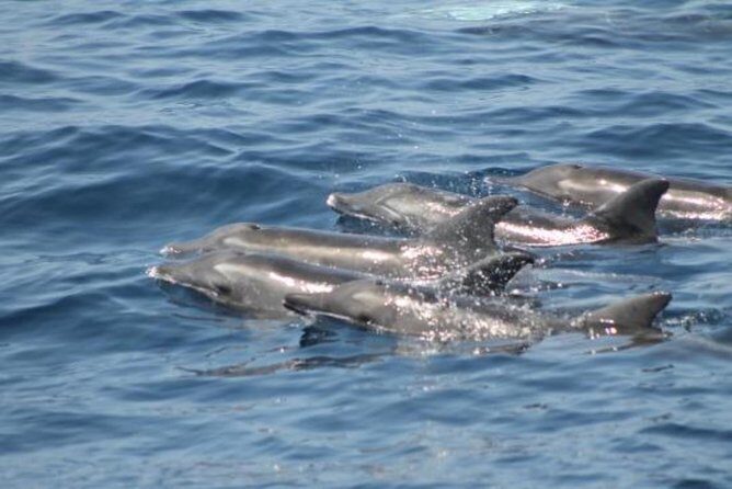 Dolphin and Whales watching cruise from Puerto Rico de Gran Canaria - Is This Tour Right for You?