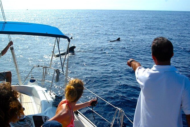 Dolphin and Whales watching cruise from Puerto Rico de Gran Canaria - FAQ