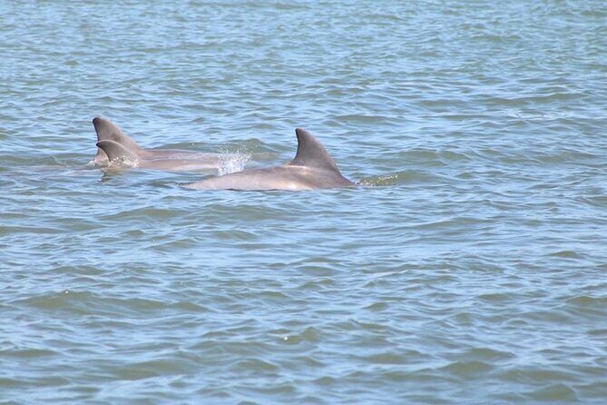 Dolphin and Wildlife History Tour - What to Expect from the Dolphin and Wildlife History Tour