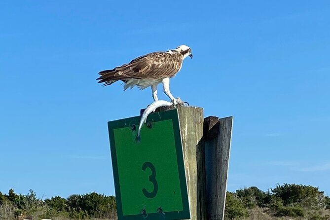 Dolphin and Wildlife History Tour - Who Should Consider This Tour?