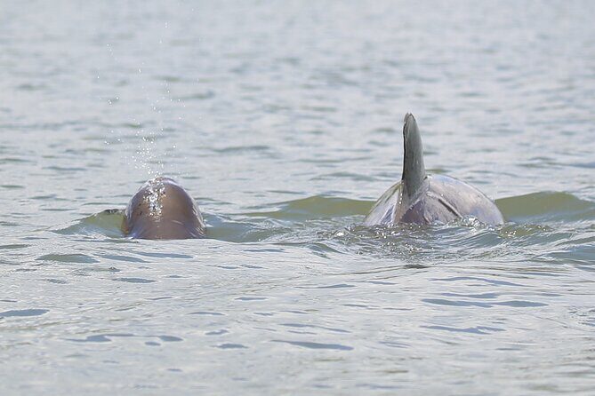 Dolphin and Wildlife Tour at Indian River Shores - Key Points