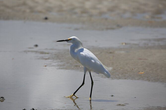 Dolphin and Wildlife Tour at Indian River Shores - Practical Details to Keep in Mind