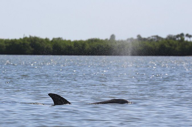 Dolphin and Wildlife Tour at Indian River Shores - Is This Tour Right for You?