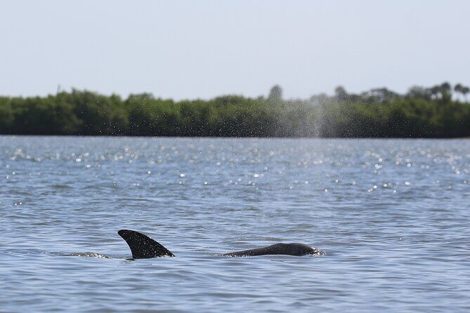 Dolphin and Wildlife Tour at Indian River Shores - Frequently Asked Questions