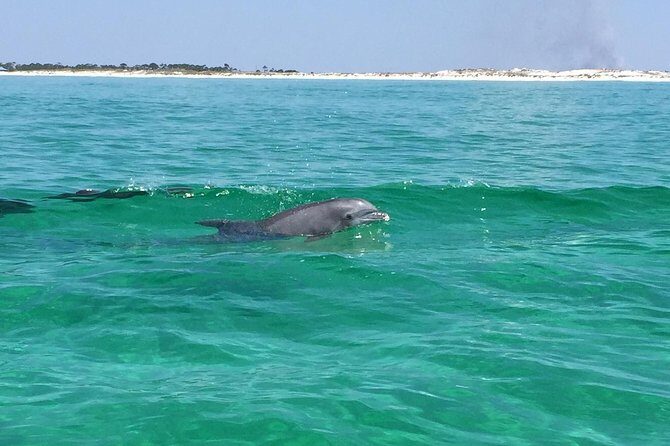 Dolphin Cruise in Destin FL - An In-Depth Look at What This Tour Offers
