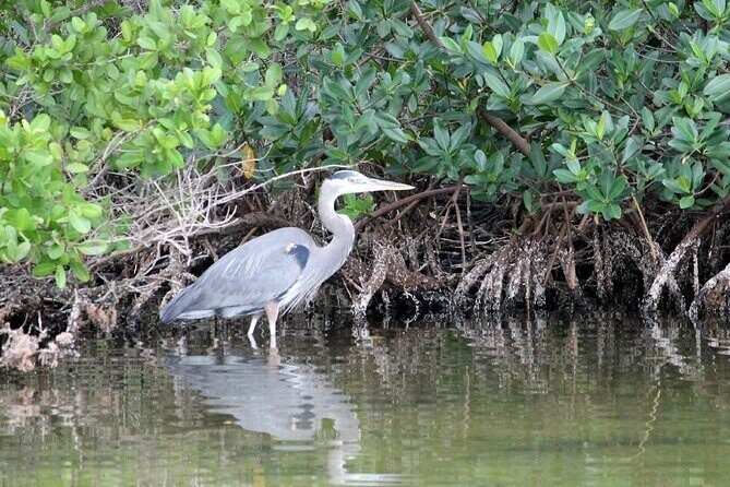 Dolphin Eco Cruise Nature Adventure in Cocoa Beach - Key Points
