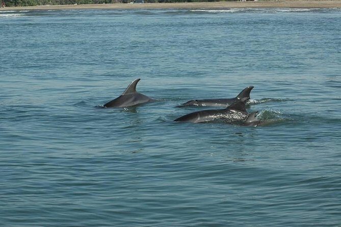 Dolphin Encounter - Who Would Love This Tour?