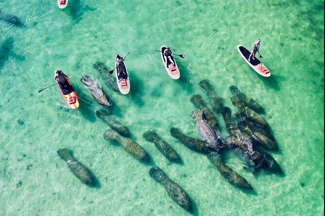 Dolphin, Manatee and Sea Turtle Adventure Tour of Bonita Springs - Final Thoughts