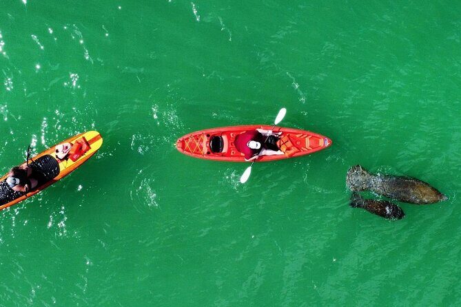 Dolphin, Manatee and Sea Turtle Adventure Tour of Bonita Springs - FAQs