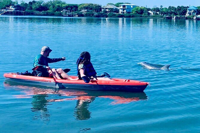 Dolphin, Manatee and Sea Turtle Kayak Adventure - The Realities of Wildlife Sightings