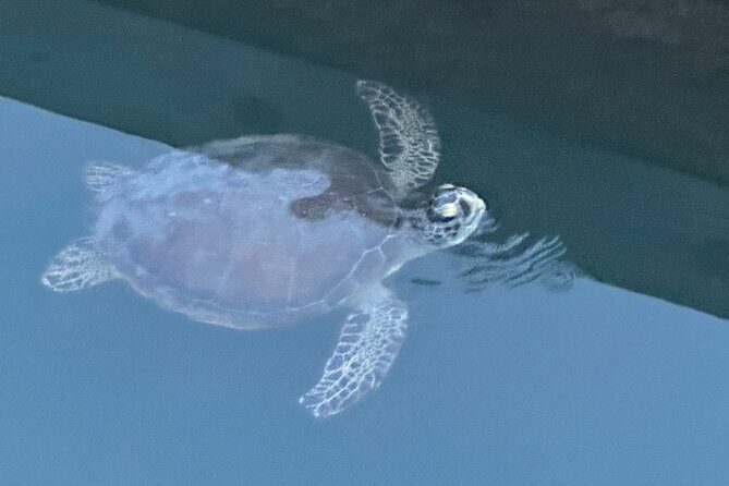 Dolphin, Manatee and SeaTurtle SUP Adventure Tour of St Augustine - Detailed Breakdown of the Tour Itinerary